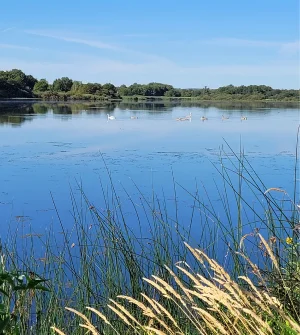 reserve naturelle de l'etang des landes